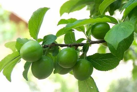 Yeşil eriğin faydaları cildi güzelleştirir, bağışıklığı güçlendirir