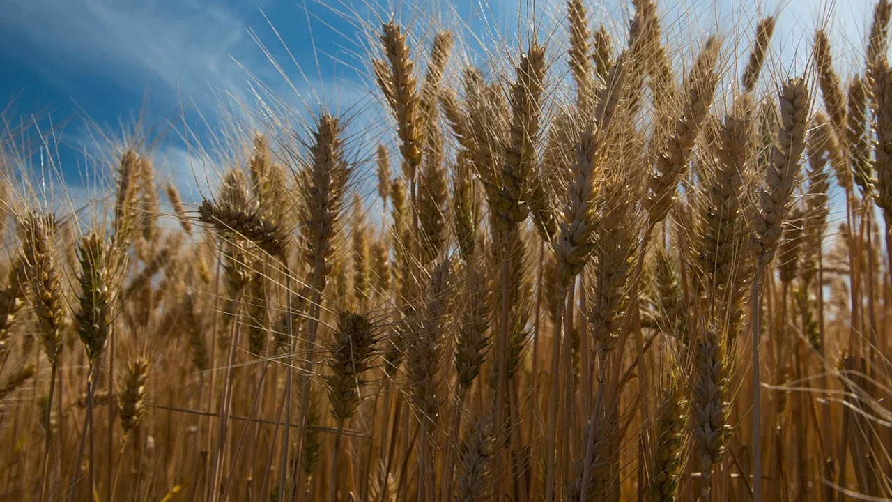 Gıda milliyetçiliği buğdaya da sıçradı Ülke sayısı 50'yi aştı