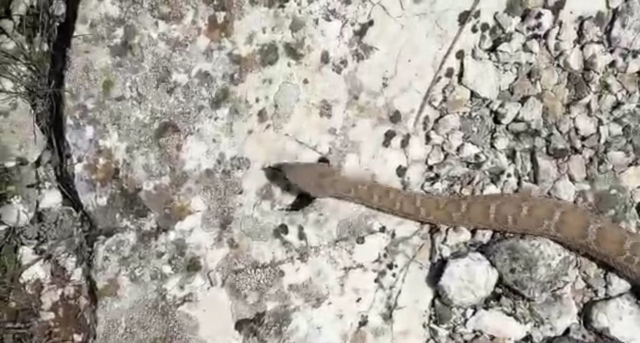 Maraş'ta ortaya çıktı bu yılanın tek ısırığı öldürüyor sürü halindeki görüntüleri ürküttü