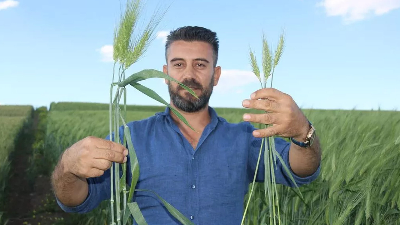 Arkeolojik kazıda küpten çıktı 7 bin yıllık buğday Türkiye'yi ihya edecek