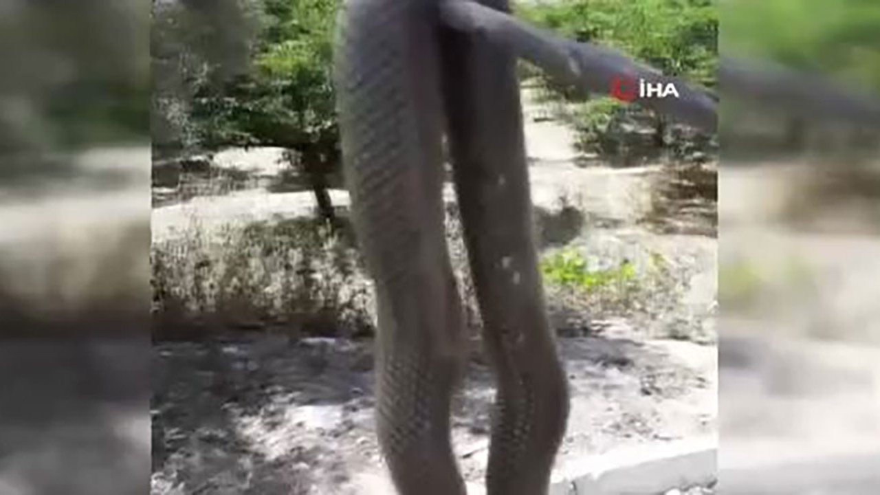 Çilek tarlasında yılan dehşeti! 2 buçuk metrelik yılan yürekleri ağıza getirdi