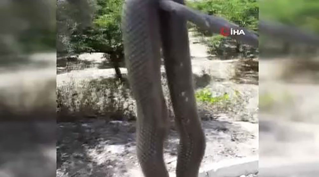 Çilek tarlasında yılan dehşeti! 2 buçuk metrelik yılan yürekleri ağıza getirdi