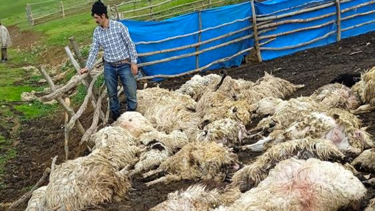 Tokat'ta gök gürledi 55 koyun telef oldu