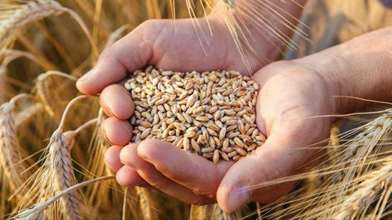 Buğday alım fiyatı açıklandı! "Piyasadan daha yüksek açıkladık"