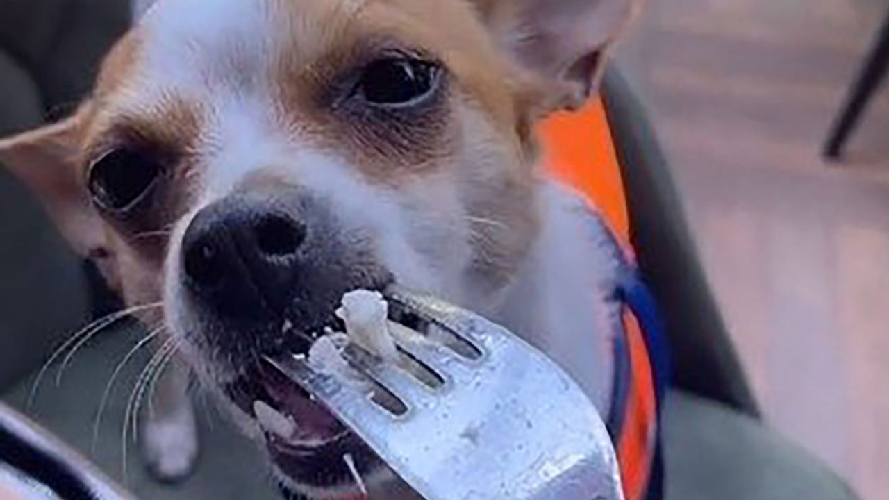 Tiktok skandalları bitmiyor! Lüks restoranda köpeğine çatalla yemek yedirdi