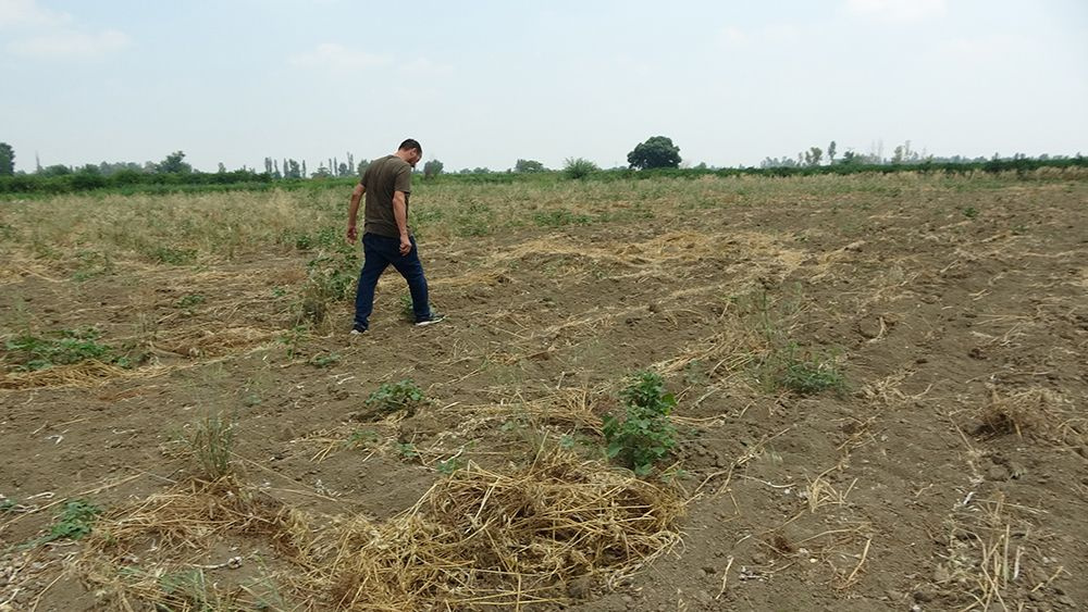 Hırsızlığın böylesi! Tarlada sökülmüş 10 ton sarımsağı traktöre yükleyip götürdü