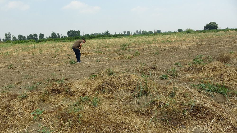 Hırsızlığın böylesi! Tarlada sökülmüş 10 ton sarımsağı traktöre yükleyip götürdü