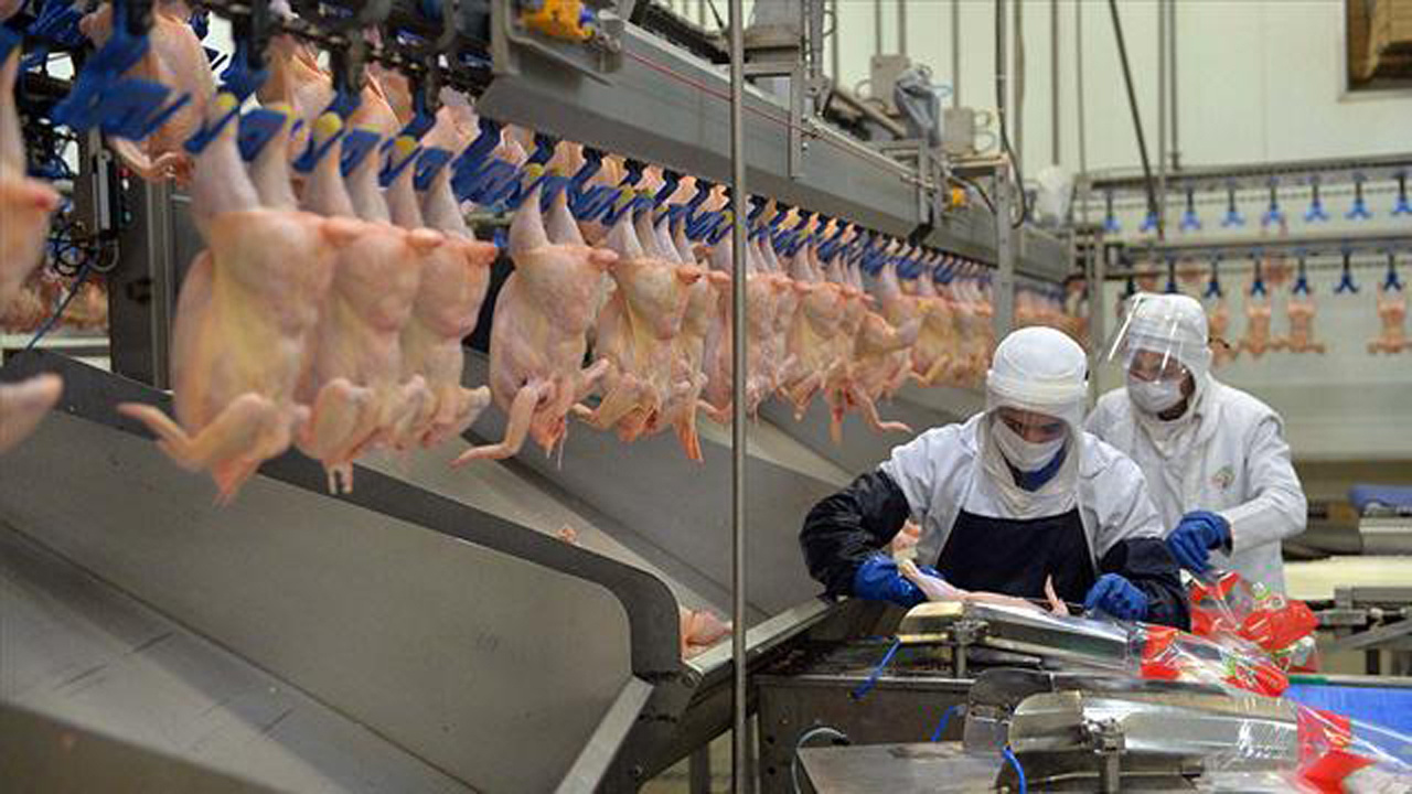 Türkiye İstatistik Kurumu verileri açıkladı: Tavuk eti üretimi yüzde 4,7 arttı