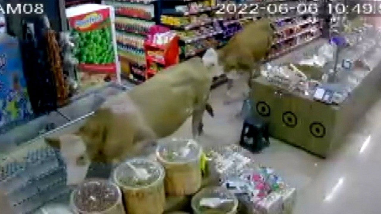 Bayburt'ta kurbanlıklar markette reyonları gezdi o anlar güvenlik kamerasında
