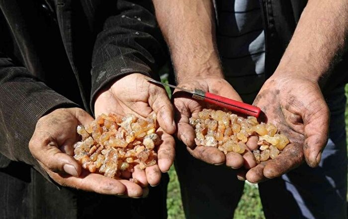 Fiyatı gram altın ile yarışıyor! Karısı kanser olunca başladı geçim derdine çare oldu