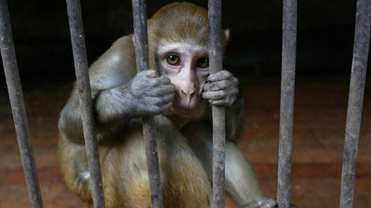 Maymunlar tarafından kaçırılan bir aylık bebek hayatını kaybetti