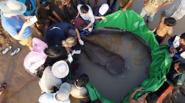 Kamboçya'da keşfedilen balık şok etti! 300 kilo ağırlığında...