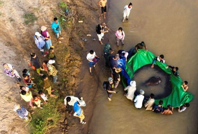 Kamboçya'da keşfedilen balık şok etti! 300 kilo ağırlığında...