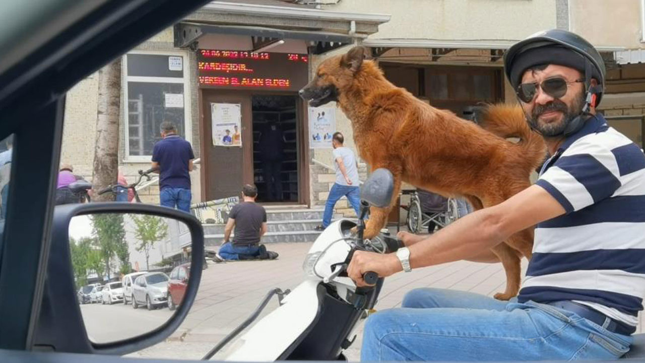 Bursa'da motosiklet yolculuğu yapan köpek görenleri şaşkına çevirdi