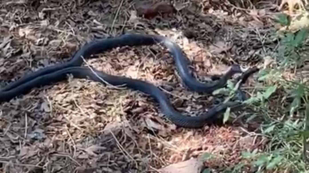 İki metre uzunluğundaki yılanların çiftleşme dansı şoke etti! Görenlerin tüyleri ürperdi!