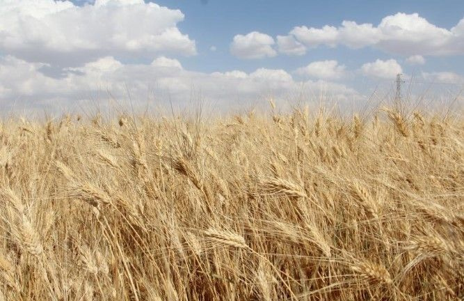 Siirt'te buğday hasadının bolluğunu gören çiftçi, buğdayların içinde yüzdü!