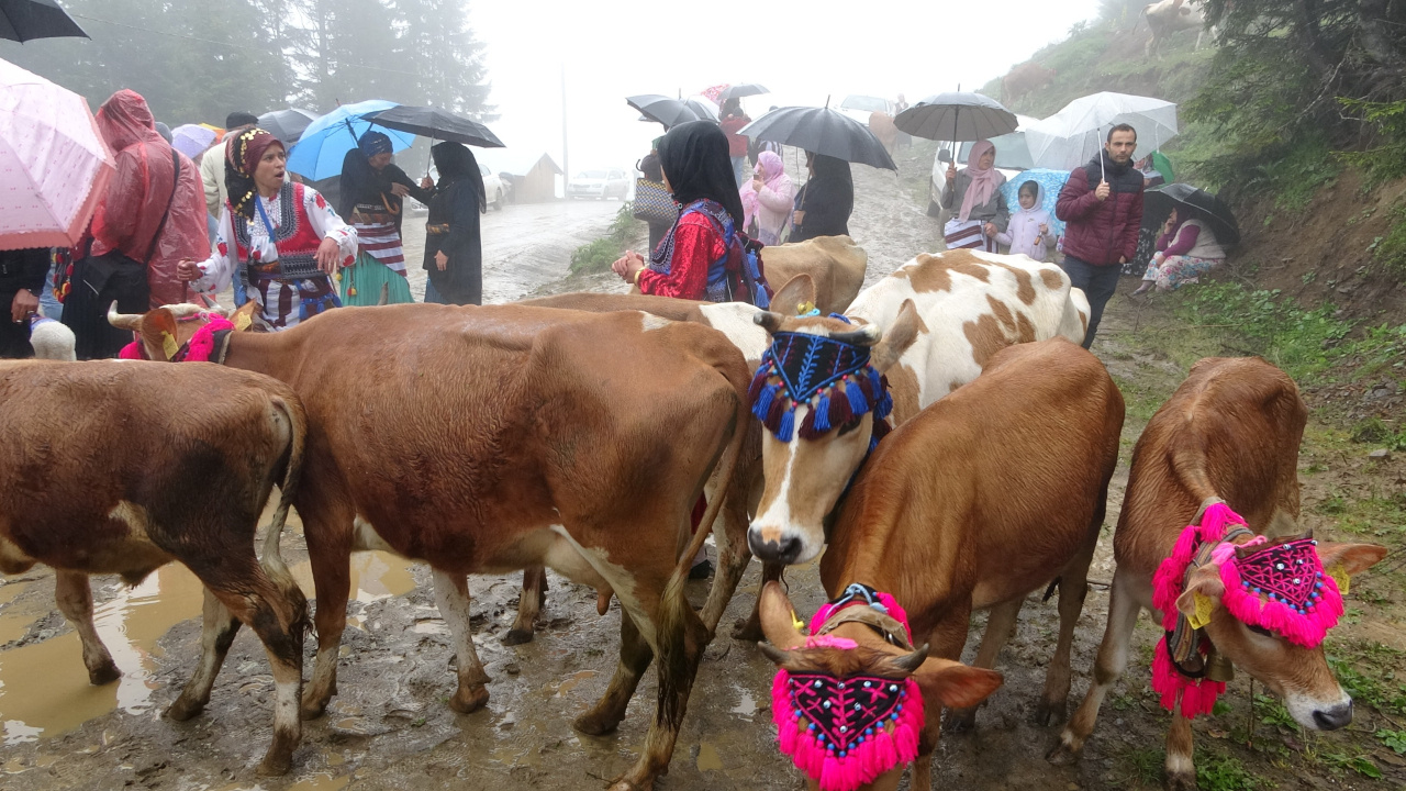Trabzon'dan renkli görüntüler! Yaylacılar gelin gibi süsledikleri inekleri ile yaylalarının yolunu tuttular