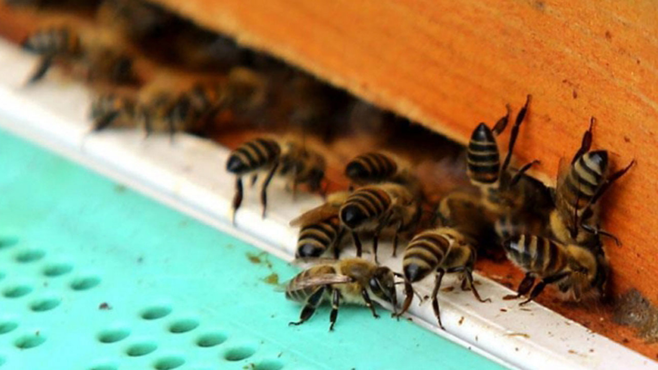 Hepsini öldürecekler! Avustralya binlerce bal arısını karantinaya aldı