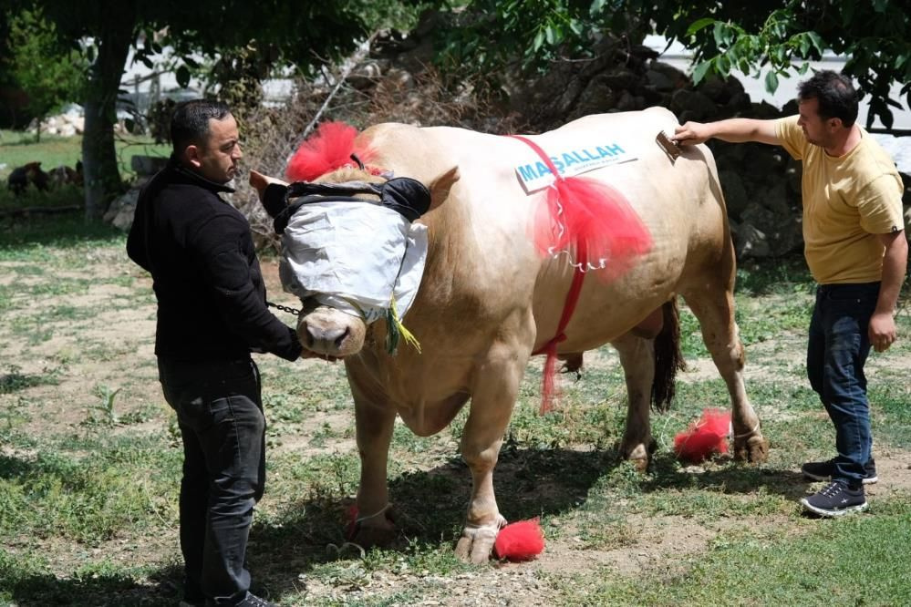 Yaklaşık 2 ton ağırlığındaki tosun alıcısını bekliyor! Fiyatı ise...