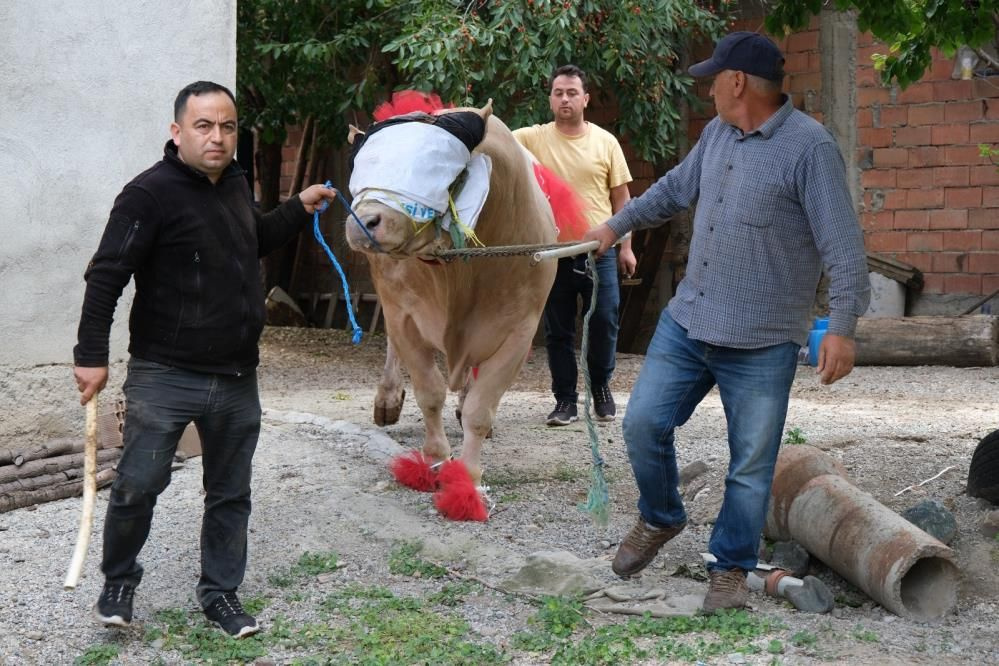 Yaklaşık 2 ton ağırlığındaki tosun alıcısını bekliyor! Fiyatı ise...