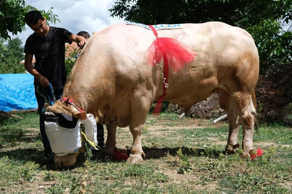 Yaklaşık 2 ton ağırlığındaki tosun alıcısını bekliyor! Fiyatı ise...