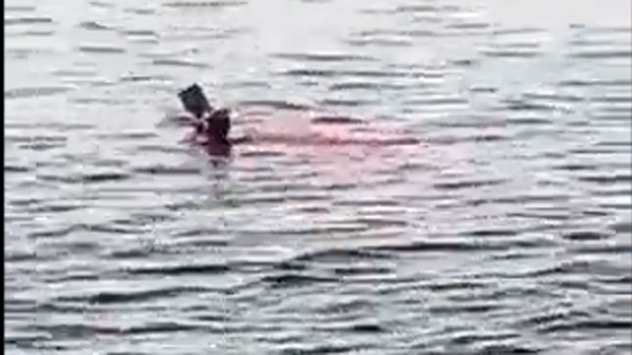 Mısır'da köpek balığı denize giren kadını parçalayarak öldürdü dehşet anları kamerada