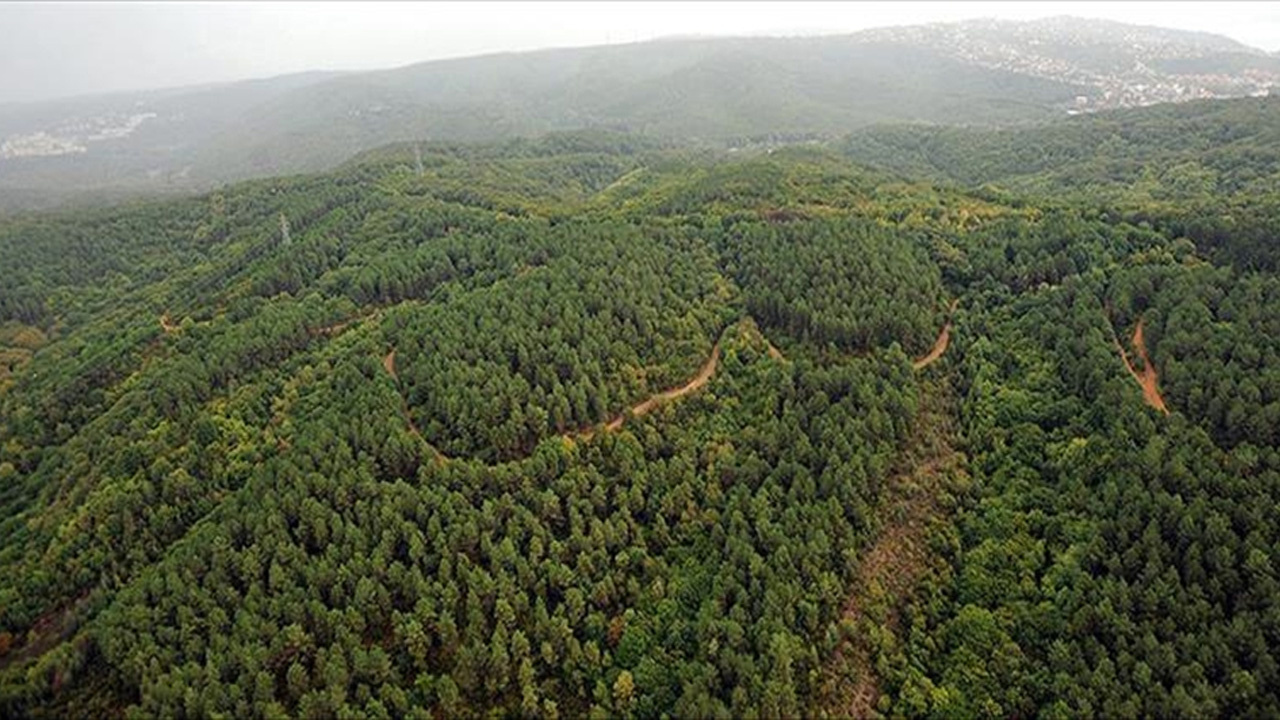 Bursa, Çanakkale ve Kütahya'da ormanlık alanlara girişler yasaklandı