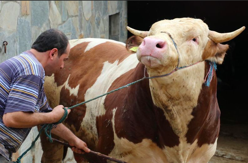 Kurban keserken okunacak dualar hangisi Arapça okunuşu kurban keserken okunan zikirler