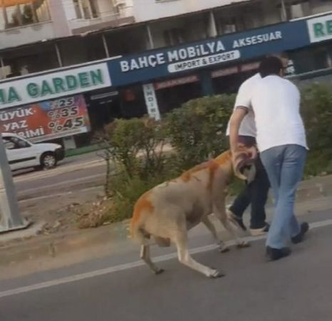 Bursa'da kaçan kurbanlık hayvanlar ortalığı birbirine kattı