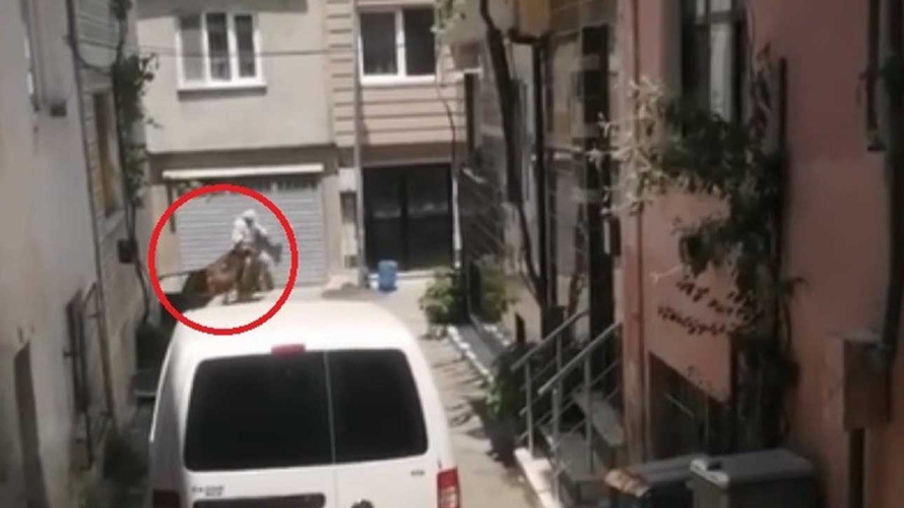 Bursa'da kaçan kurbanlık hayvanlar ortalığı birbirine kattı