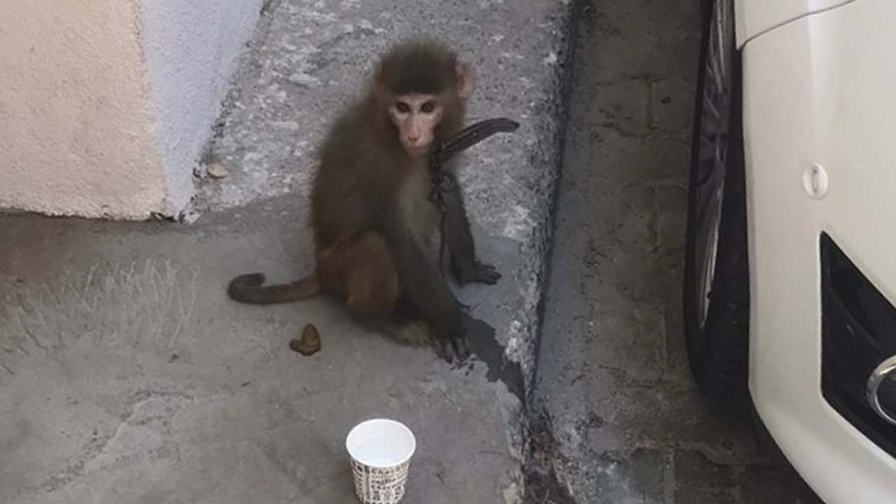 İzmir'de sokakta başıboş maymunu görenler şaşkınlık yaşadı