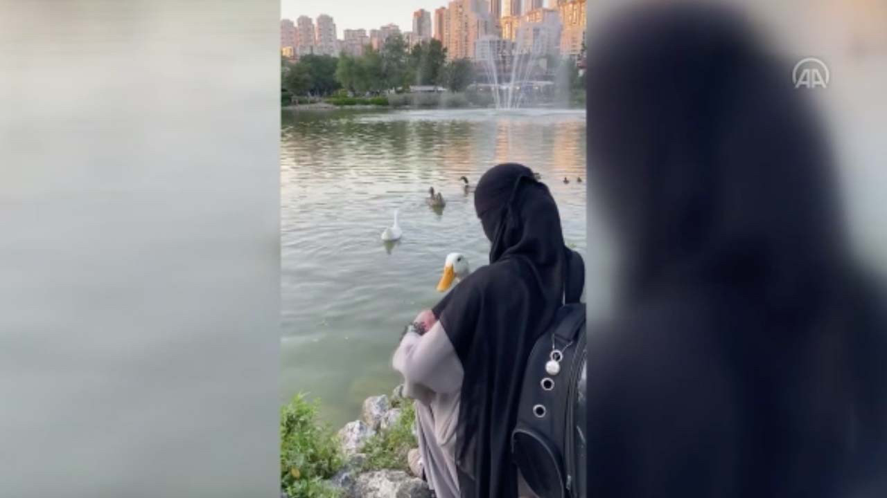 Başakşehir'de gölete ördek bırakan kadınlar ilk kez konuştu! Çeşit çeşit videoları çıktı