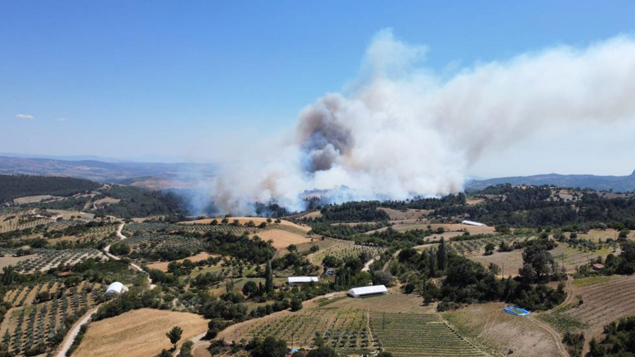 Manisa'da orman yangın: Buğday tarlasında başladı, ormana sıçradı