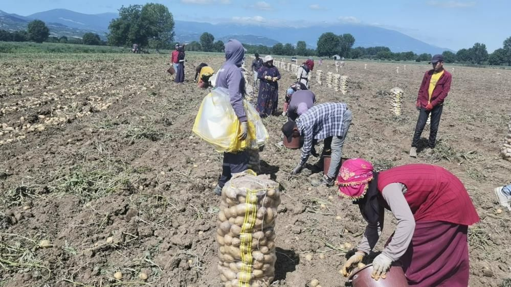 Patatesin tarla satış fiyatı buysa tüketici yandı! Bursa'da hasat edilen patatesin fiyatına bakın