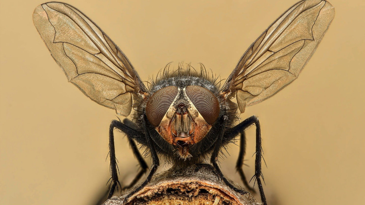 'Zombi sinek' tüyler ürpertti! Böylesi ne duyuldu ne görüldü bilim insanları şaşkın