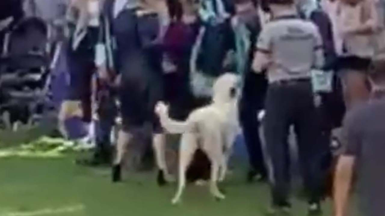 Ege Üniversitesi mezuniyet töreninde köpek öğrencilere saldırdı
