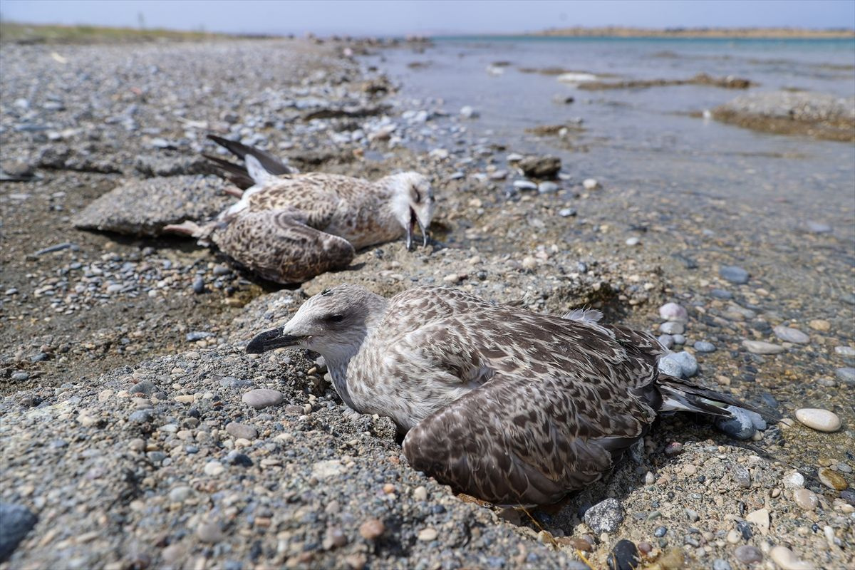 Martı ölümlerinin iki nedeni çıktı Van Gölü'nde iç acıtan görüntüler