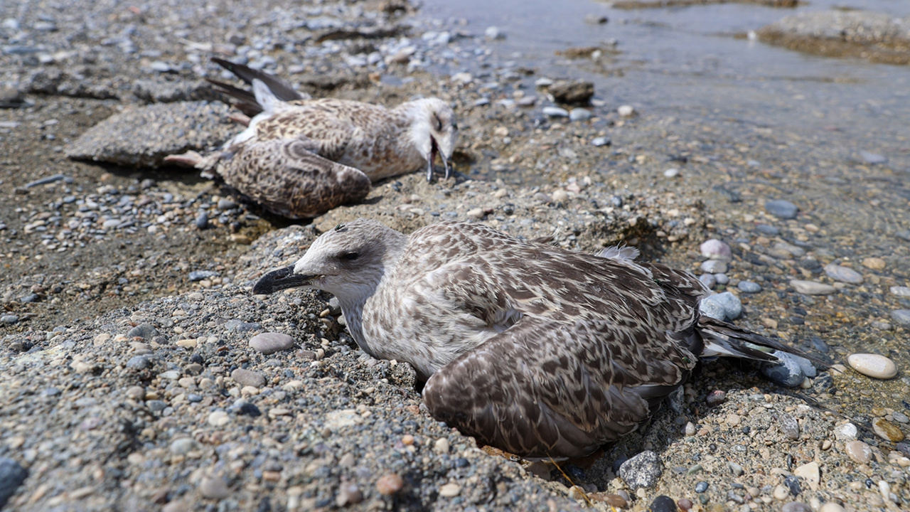 Martı ölümlerinin iki nedeni çıktı Van Gölü'nde iç acıtan görüntüler