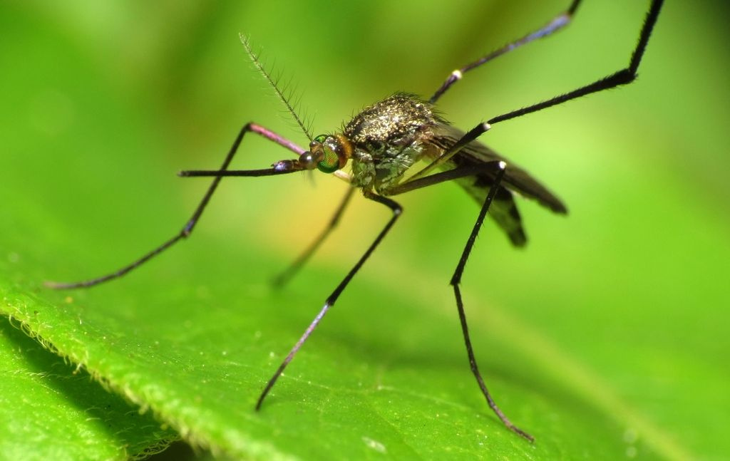 Sivrisinekler bazı kişileri neden daha çok ısırıyor bilim insanları açıkladı