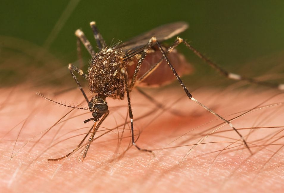 Sivrisinekler bazı kişileri neden daha çok ısırıyor bilim insanları açıkladı