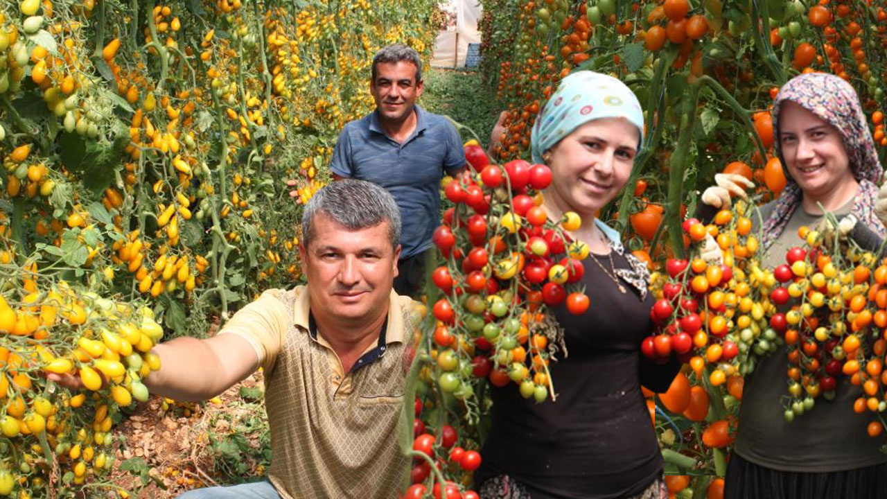 Bahçesine ekti iki kat fazla kazandı! Renkli domatesin kilo fiyatına bakın