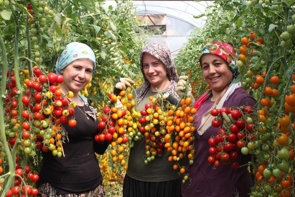 Bahçesine ekti iki kat fazla kazandı! Renkli domatesin kilo fiyatına bakın