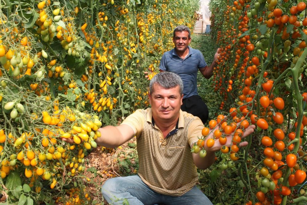 Bahçesine ekti iki kat fazla kazandı! Renkli domatesin kilo fiyatına bakın