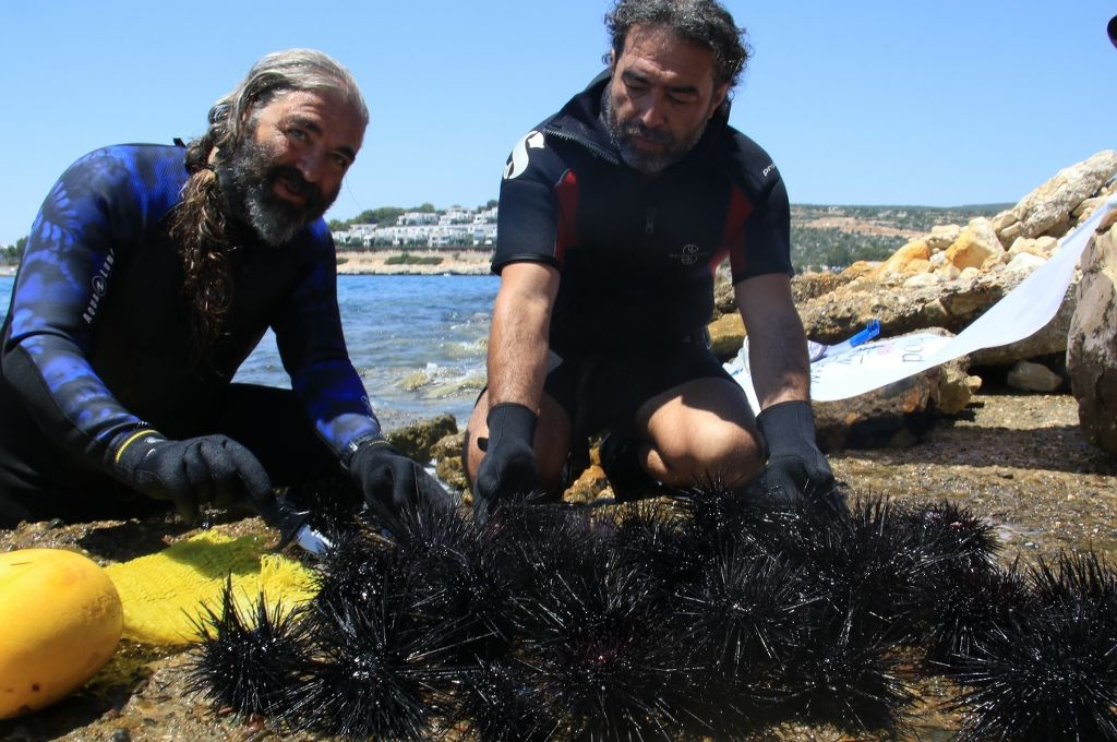 Tatile gidenlerin yeni belası Akdeniz'de zehirli deniz kestanesi paniği! Temizlendikçe artıyor