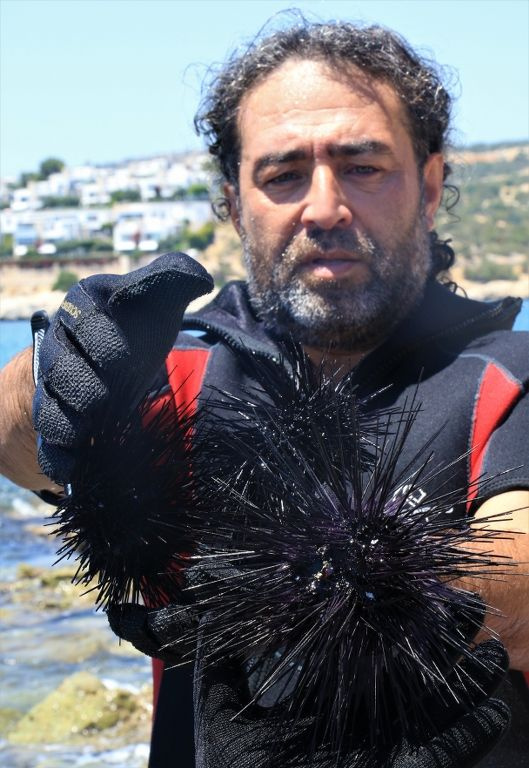 Tatile gidenlerin yeni belası Akdeniz'de zehirli deniz kestanesi paniği! Temizlendikçe artıyor