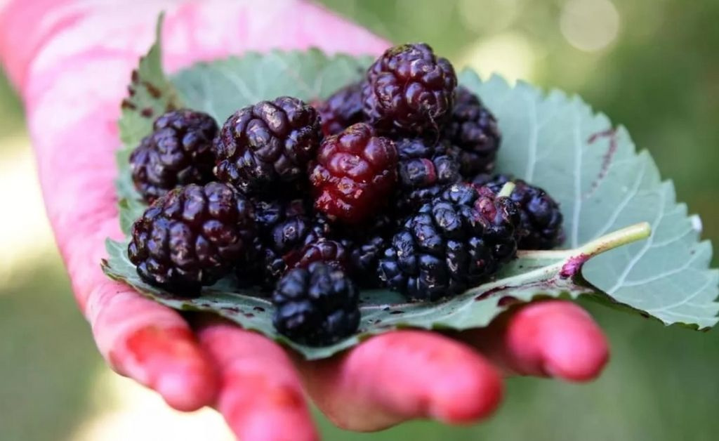 Karadut bu hastalıklara iyi geliyor her fırsatta bol bol tüketin