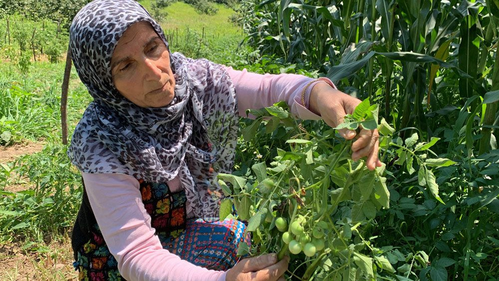 Sakarya’da şaşırtan olay! Tarlaya patates ektiler, domates çıktı meğer zehirliymiş!