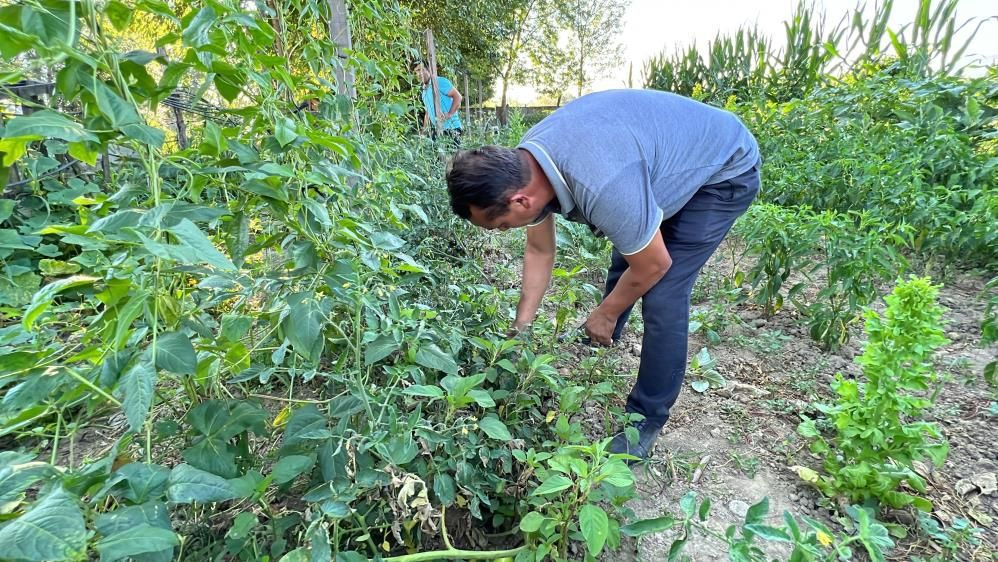 Meksikalı arkadaşından ilham alıp Düzce'de ekti kanserin baş düşmanı deniyor