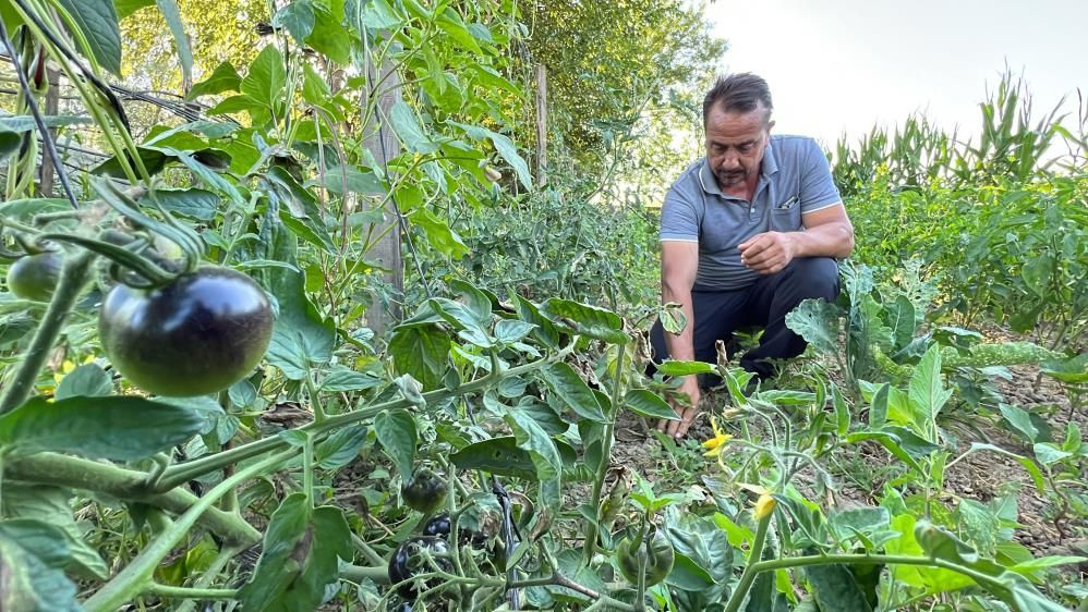 Meksikalı arkadaşından ilham alıp Düzce'de ekti kanserin baş düşmanı deniyor