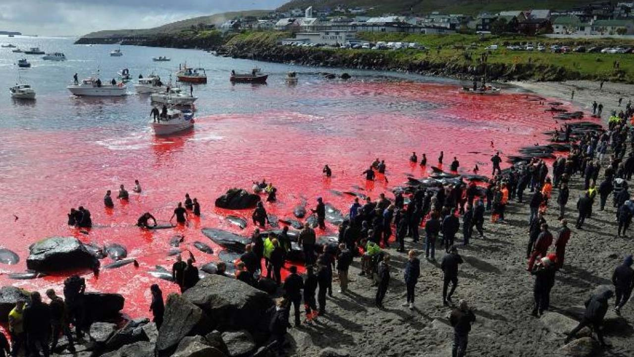 Skandal festival bu yıl da devam etti! Faroe Adaları'nda onlarca yunus katledildi